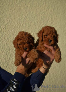 Additional photos: Mini Poodle, red and apricot colors