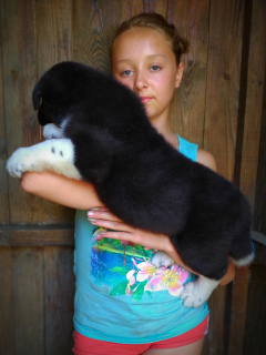 Photo №2 to announcement № 6918 for the sale of american akita - buy in Ukraine from nursery