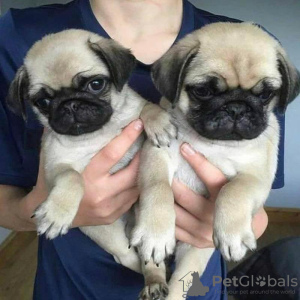 Photo №1. pug - for sale in the city of Тринити Бич | 470$ | Announcement № 89889