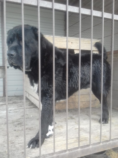 Photo №4. I will sell central asian shepherd dog in the city of Armavir. breeder - price - 469$