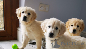 Photo №2 to announcement № 111511 for the sale of golden retriever - buy in Netherlands private announcement