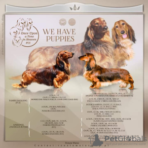 Photo №1. dachshund - for sale in the city of Кельце | negotiated | Announcement № 81235