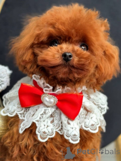 Photo №1. poodle (toy) - for sale in the city of Brussels | negotiated | Announcement № 164616