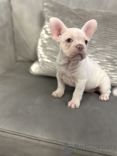 Photo №1. french bulldog - for sale in the city of Delaware Water Gap | 400$ | Announcement № 128739