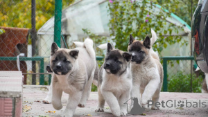 Photo №2 to announcement № 13724 for the sale of american akita - buy in Ukraine private announcement