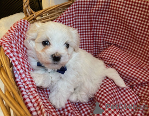 Photo №3. Beautiful Maltipoo Puppies. Germany