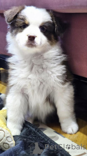 Photo №2 to announcement № 161755 for the sale of australian shepherd - buy in Serbia breeder