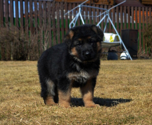 Photo №1. german shepherd - for sale in the city of Petrozavodsk | 333$ | Announcement № 2044