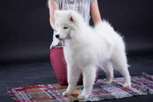 Photo №2 to announcement № 2989 for the sale of samoyed dog - buy in Russian Federation from nursery, breeder