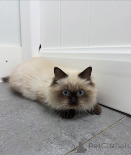 Photo №2 to announcement № 174846 for the sale of ragdoll - buy in Switzerland breeder