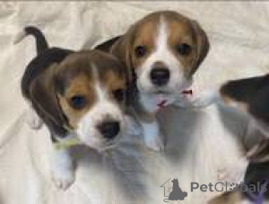 Photo №2 to announcement № 166736 for the sale of beagle - buy in France private announcement, breeder