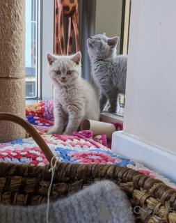 Photo №1. british shorthair - for sale in the city of Luxembourg | 413$ | Announcement № 173973
