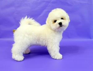 Photo №1. bichon frise - for sale in the city of Москва | 772$ | Announcement № 2228