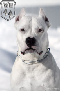 Photo №1. dogo argentino - for sale in the city of Rostov-on-Don | negotiated | Announcement № 4252