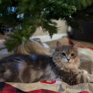 Photo №2 to announcement № 169108 for the sale of siberian cat - buy in Finland private announcement