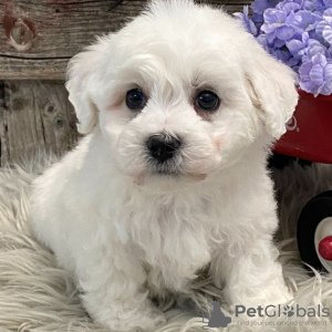 Photo №1. bichon frise - for sale in the city of New York | 500$ | Announcement № 48692