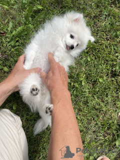 Additional photos: Selling a Pomeranian Spitz puppy, 4 month old girl, snow-white beauty, nickname