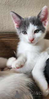Photo №1. european shorthair - for sale in the city of Vienna | negotiated | Announcement № 136607