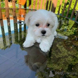 Photo №1. maltese dog - for sale in the city of LipPstadt | negotiated | Announcement № 159932