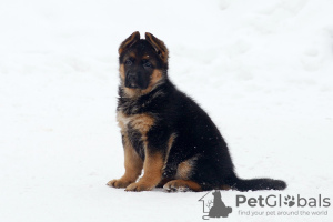 Photo №1. german shepherd - for sale in the city of Chelyabinsk | 651$ | Announcement № 80271