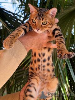 Photo №1. bengal cat - for sale in the city of Bertrand | negotiated | Announcement № 155509