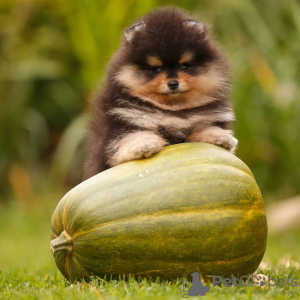 Photo №1. pomeranian - for sale in the city of Москва | 895$ | Announcement № 7854