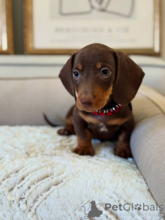 Photo №1. dachshund - for sale in the city of Berlin | 568$ | Announcement № 167658