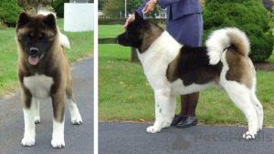 Photo №1. american akita - for sale in the city of Barsbüttel | negotiated | Announcement № 167677