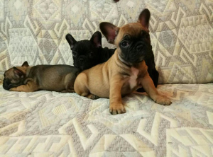Photo №1. french bulldog - for sale in the city of Москва | 161$ | Announcement № 2196