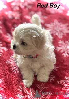 Photo №3. stunning maltes puppies. United States