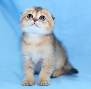 Photo №4. I will sell scottish fold in the city of Дзержинск. from nursery - price - 360$