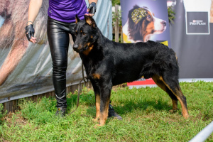 Photo №2 to announcement № 2850 for the sale of beauceron - buy in Russian Federation breeder