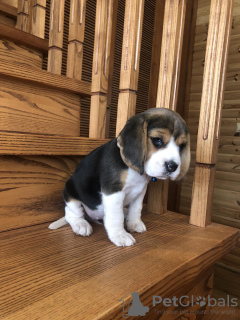 Additional photos: Adorable beagle puppy looking for his home and the most affectionate cuddles!
