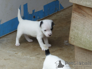 Photo №2 to announcement № 131393 for the sale of jack russell terrier - buy in Switzerland private announcement