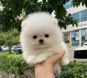 Photo №1. pomeranian - for sale in the city of Sydney Olympic Park | negotiated | Announcement № 71430
