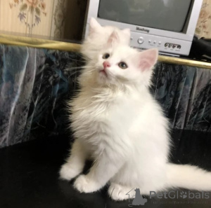Photo №1. turkish angora - for sale in the city of Predentorf | 361$ | Announcement № 176693