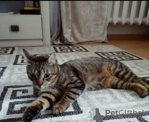 Photo №1. domestic cat - for sale in the city of Minsk | Is free | Announcement № 93607