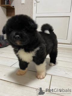 Photo №3. American Akita fluffy girl for sale. Ukraine