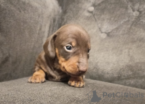 Photo №1. dachshund - for sale in the city of Худе | negotiated | Announcement № 19271