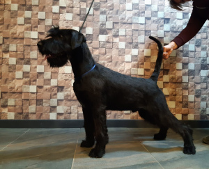 Photo №1. giant schnauzer - for sale in the city of Brovary | 1021$ | Announcement № 5398