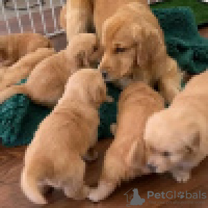 Photo №1. golden retriever - for sale in the city of Saariselkä | 359$ | Announcement № 120633