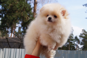 Photo №1. pomeranian - for sale in the city of Москва | 391$ | Announcement № 43103