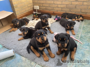 Photo №1. rottweiler - for sale in the city of London | Is free | Announcement № 70355