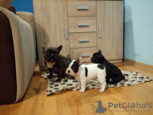 Photo №1. french bulldog - for sale in the city of Temple | negotiated | Announcement № 11073
