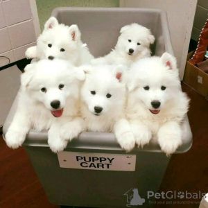 Photo №3. Beautiful Samoyed Puppies. Norway