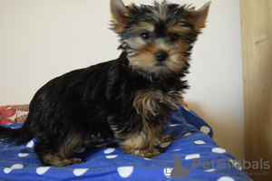 Photo №3. Yorkshire Terrier. Turkey