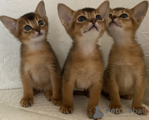 Photo №3. Abyssinian kittens. Belarus