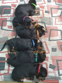 Photo №2 to announcement № 133043 for the sale of dobermann - buy in Serbia breeder