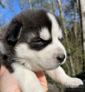 Photo №2 to announcement № 123033 for the sale of siberian husky - buy in Hungary private announcement