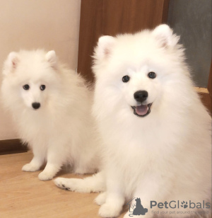 Photo №1. japanese spitz - for sale in the city of Krakow | 1136$ | Announcement № 41590